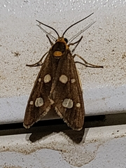 Dysauxes famula