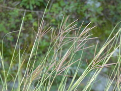 Bothriochloa ischaemum