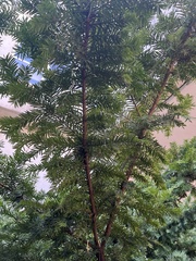 Taxaceae