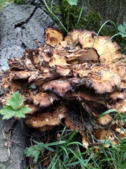Meripilus giganteus