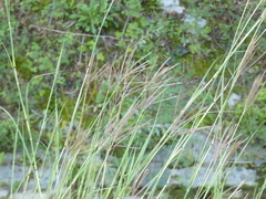 Bothriochloa ischaemum