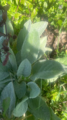 Stachys byzantina