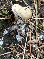 Asterophora lycoperdoides