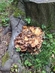 Meripilus giganteus