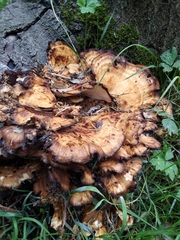 Meripilus giganteus