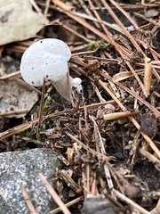 Asterophora lycoperdoides