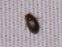 Berosus