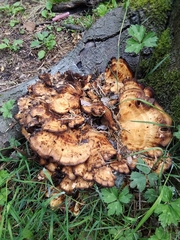 Meripilus giganteus