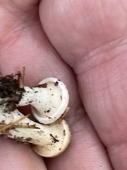 Asterophora lycoperdoides