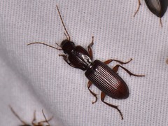Stenomorphus californicus