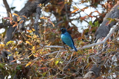 Lamprotornis chalybaeus