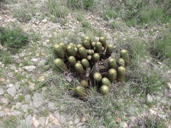 Coryphantha erecta