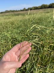 Bromus inermis