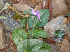 Cyclamen purpurascens