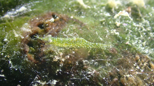 slender Sargassum shrimp