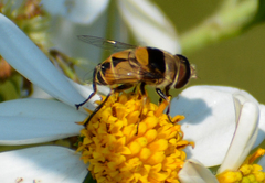 Palpada pusilla
