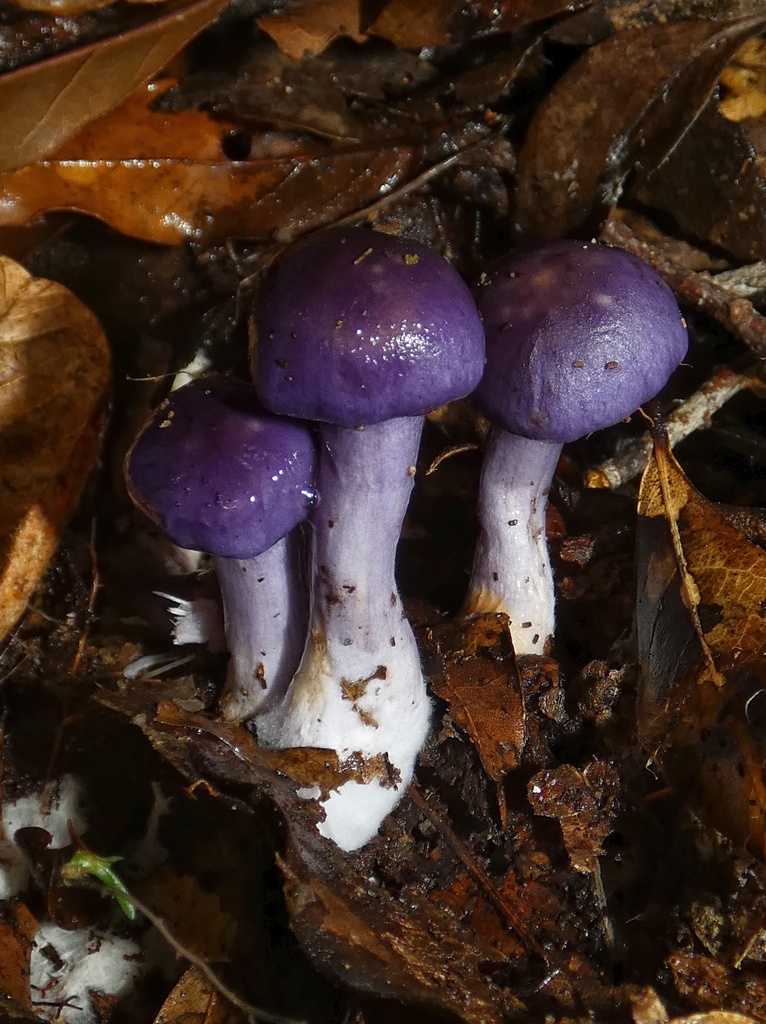 Cortinarius iodes · September 2022 · photo: © squiresk (iNaturalist, cc-by)