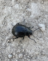 Timarcha goettingensis