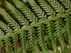 Polystichum aculeatum