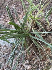 Eleusine indica