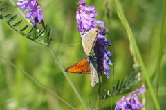 Lycaena hippothoe