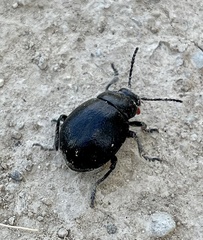 Timarcha goettingensis