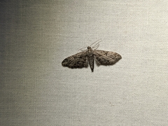 Gymnoscelis rufifasciata