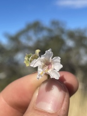 Mirabilis linearis linearis