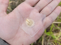 Amphilophium crucigerum