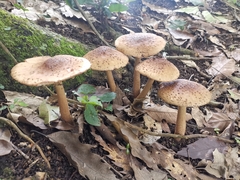 Echinoderma