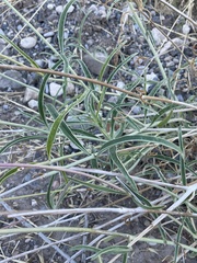 Mirabilis linearis linearis