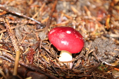 Russula emetica