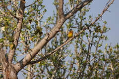 Emberiza flaviventris