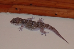 Chondrodactylus bibronii