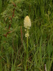 Toxicoscordion paniculatum