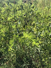 Baptisia alba