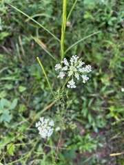 Daucus carota