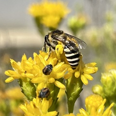 Colletes