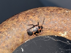 Eurydema eckerleini