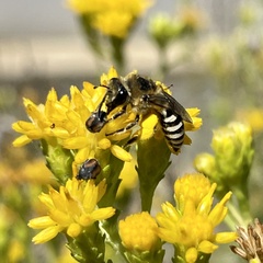 Colletes