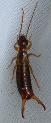 Apterygida albipennis