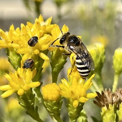Colletes