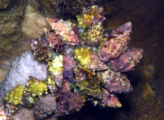 Drupella cornus