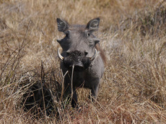 Phacochoerus africanus