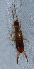 Apterygida albipennis