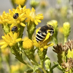 Colletes