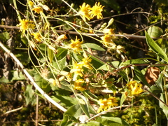 Hieracium sabaudum