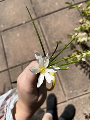 Zephyranthes candida