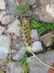 Plantago amplexicaulis