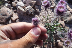 Erigeron eriocephalus